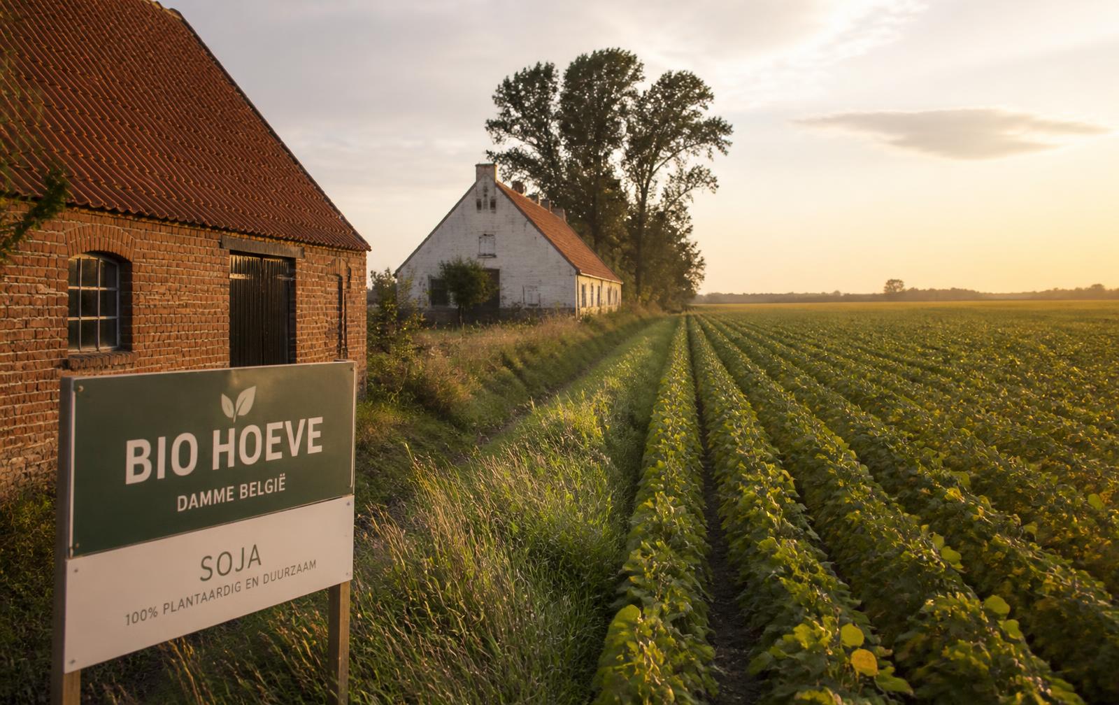 Biologische familieboerderij en sojaveld bij Damme in het gouden uur